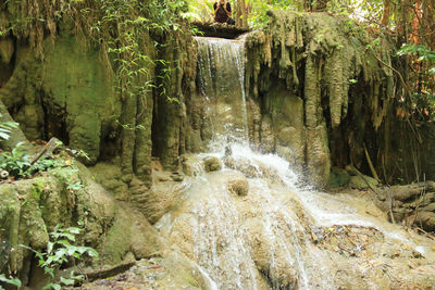 Close-up of turtle in water