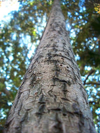 Low angle view of tree trunk