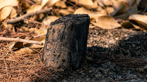 Close-up of tree stump on field