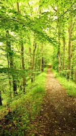 Full frame shot of trees