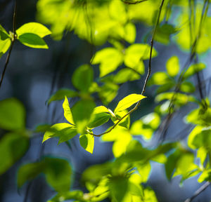 Beautiful, fresh bird cherry leaves against the spring sky.