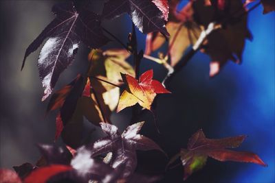 Close-up of maple leaves