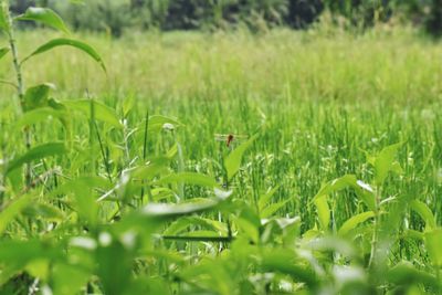 Plants growing on field