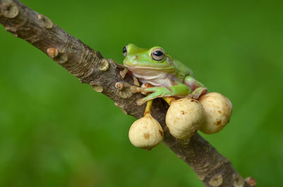 Close-up of frog on branch