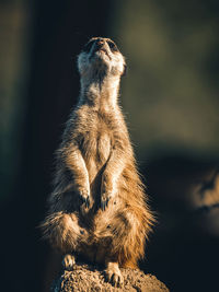 Meerkat on rock