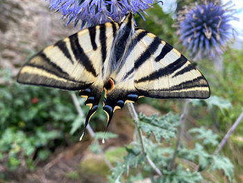 Close-up of butterfly on purple flower