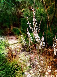 Close-up of flowers