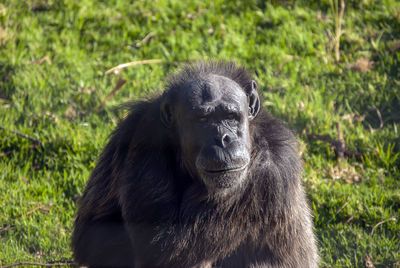 Chimpanzee in south africa