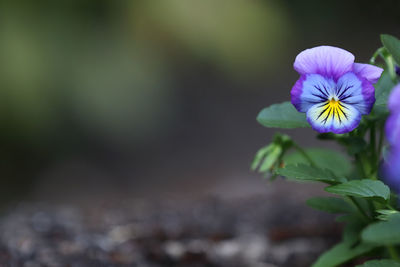 Close-up of purple flowering plant