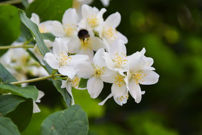 Close-up of white flowering plant