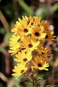 Close-up of yellow flowering plant