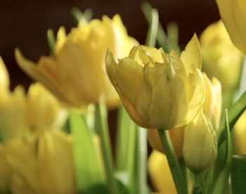 Close-up of yellow tulip