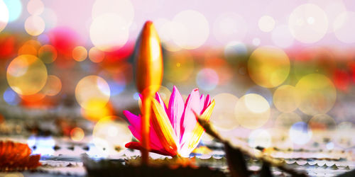 Close-up of pink flowering plants at night
