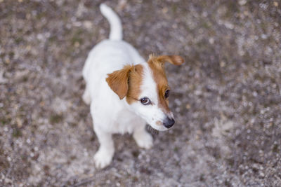 High angle view of puppy looking away while standing on field