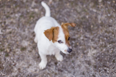 High angle view of dog standing on field