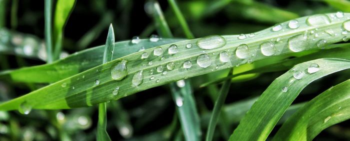 Close-up of water drops on blade of grass