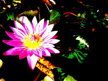 Close-up of multi colored flower blooming at night