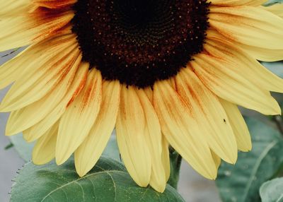 Close-up of sunflower