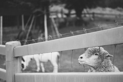 Close-up of cat on railing