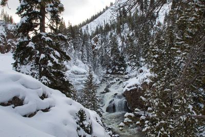 Snow covered trees in forest