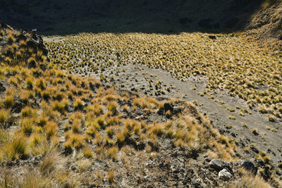 High angle view of yellow animal on sand