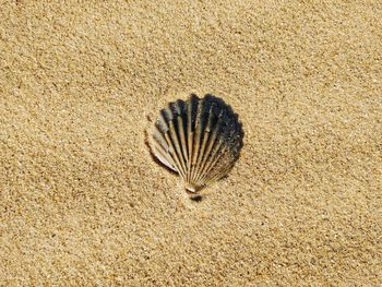 High angle view of shell on sand