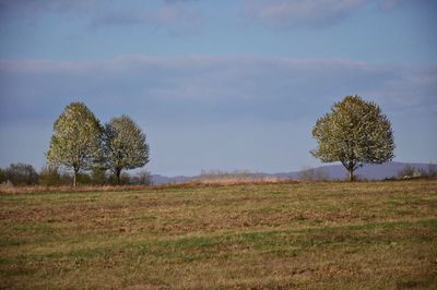 Tree in field against sky