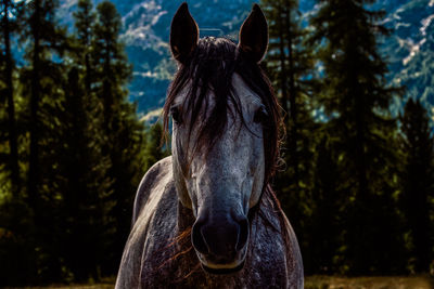 Close-up of a white horse in 4k 