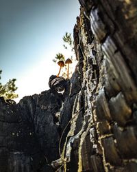 Low angle view of tree trunk against sky