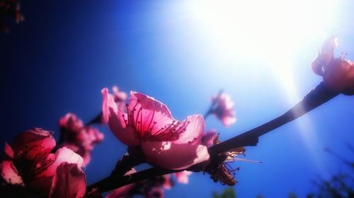 Low angle view of pink flowers blooming against sky