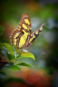 Close-up of butterfly on leaf