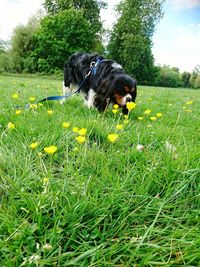 Dog on grassy field