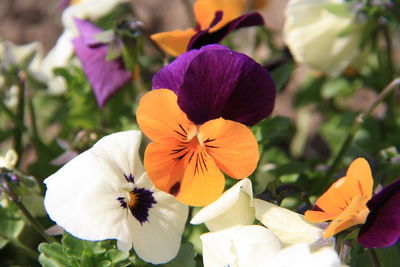 Close-up of purple flowers blooming outdoors