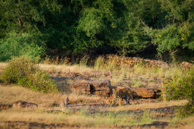 View of a cat on field
