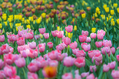 Close-up of pink tulips in field