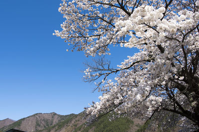 Low angle view of blooming tree against sky