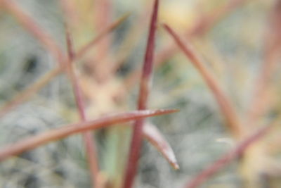 Close-up of plant on snow field