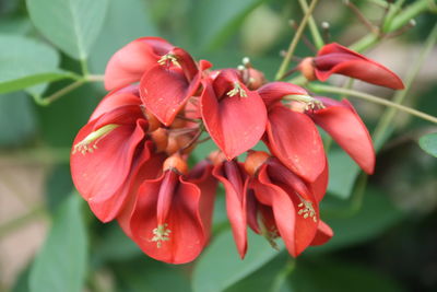 Close-up of red flowering plant