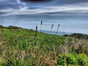 Scenic view of landscape against sky