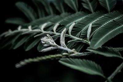 Close-up of leaves on plant