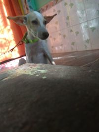 Portrait of dog sitting on floor at home