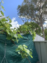 Low angle view of flowering plant against sky