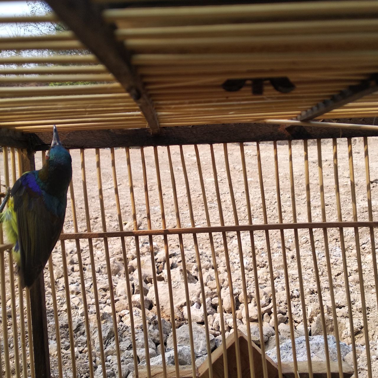 BIRD PERCHING IN CAGE