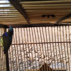 Bird perching on metal in cage