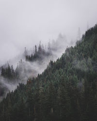 Trees in forest during foggy weather