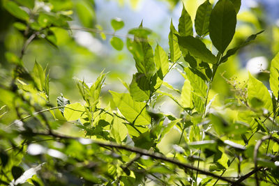 Low angle view of leaves on tree against sky