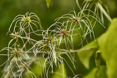 Close-up of a plant