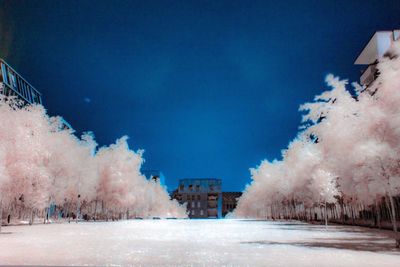 Snow covered trees against blue sky