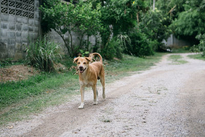 Portrait of dog on road