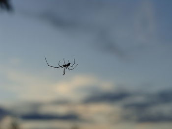 Close-up of spider against sky